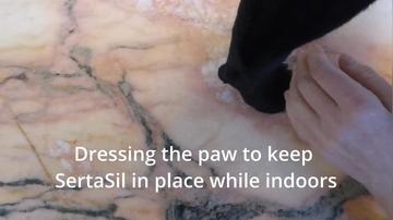 Dressing the paw to keep SertaSil in place while indoors