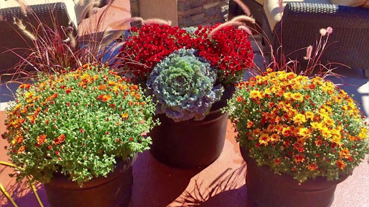 Interior Landscaping in Queensbury NY, Plant Doctor