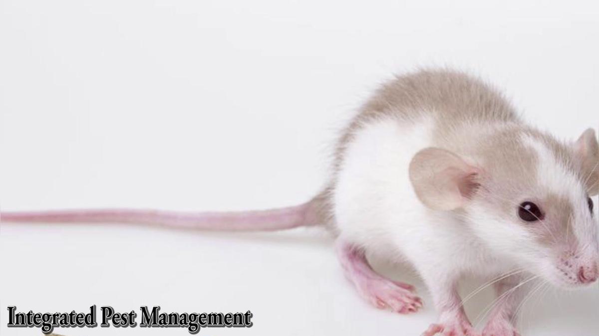 Structural Pest Control in Portland ME, Integrated Pest Management