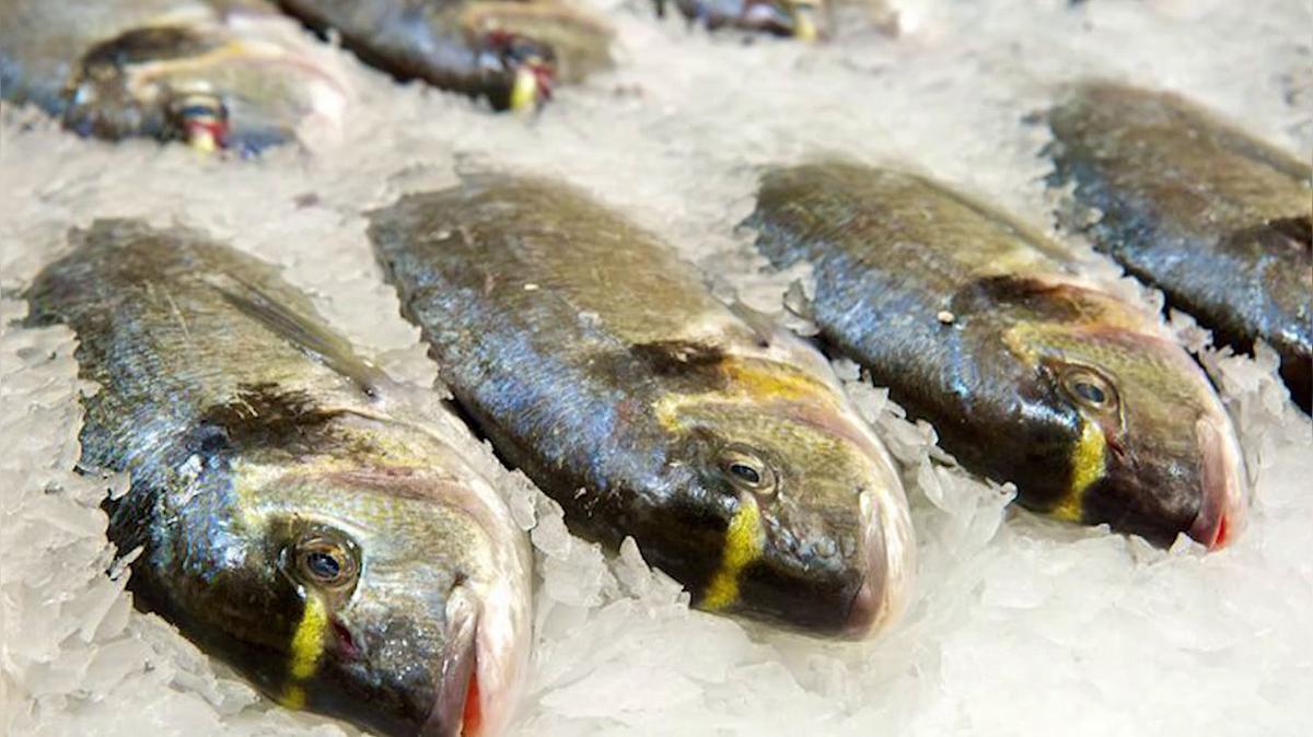 Seafood Market in Pensacola FL, L&T Seafood Market