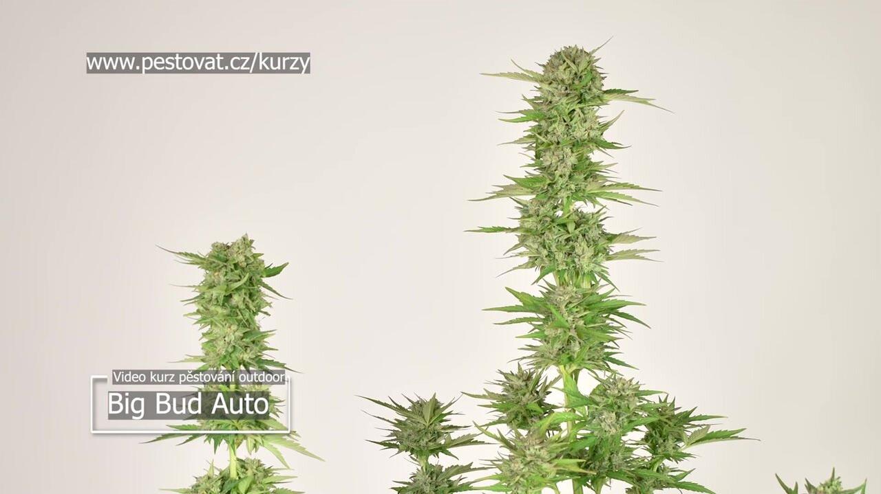 2. lekce: Výběr vhodné odrůdy