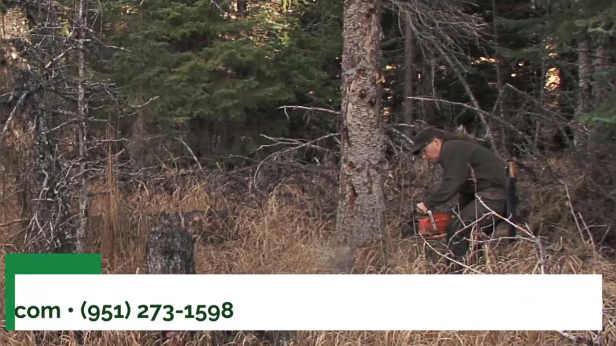 Tree Service in Riverside CA, Steve's Trees