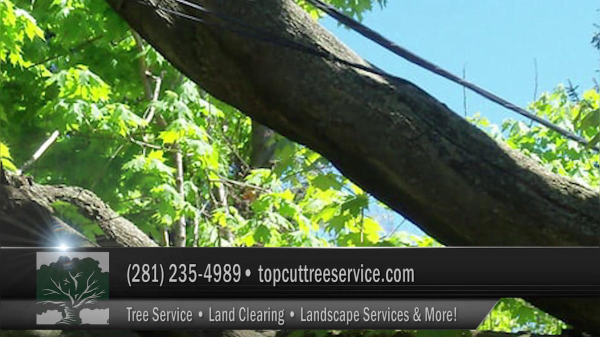 Tree Service in Conroe TX, Top Cut Tree Service