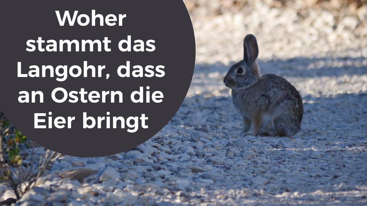 Woher stammt das Langohr, dass an Ostern die Eier bringt