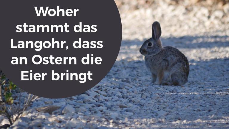 Woher stammt das Langohr, dass an Ostern die Eier bringt