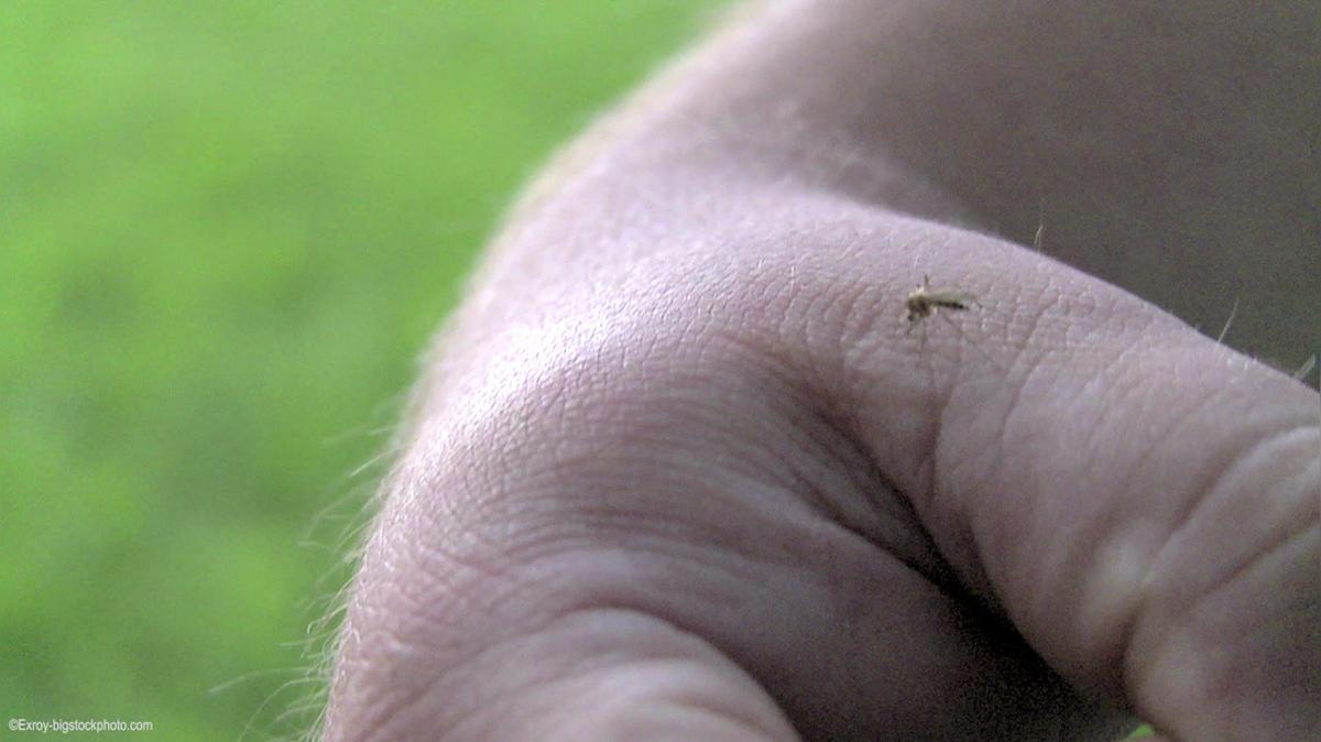 Diese Pflanzen halten Mücken und Wespen fern