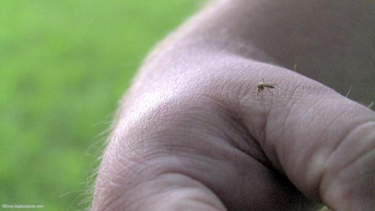 Diese Pflanzen halten Mücken und Wespen fern