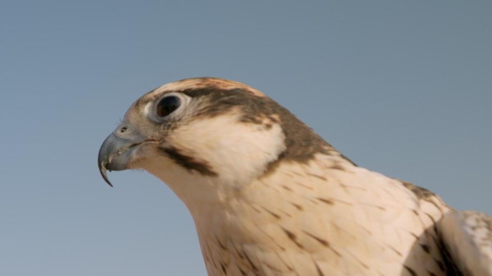 Hawk in the desert under blue sunny sky