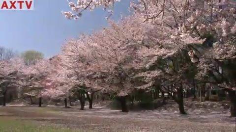 ◎76_130510Kaiun_Sakura_sd.mp4