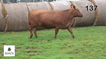 Lot 137 L078