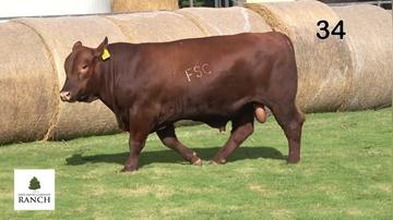 Lot 34 M087