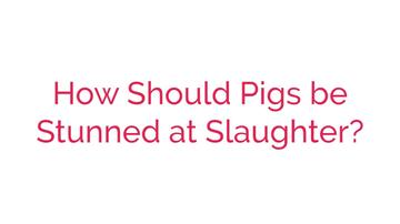 How Should Pigs be Stunned at Slaughter?