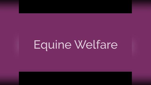 Equine Welfare