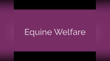 Equine Welfare