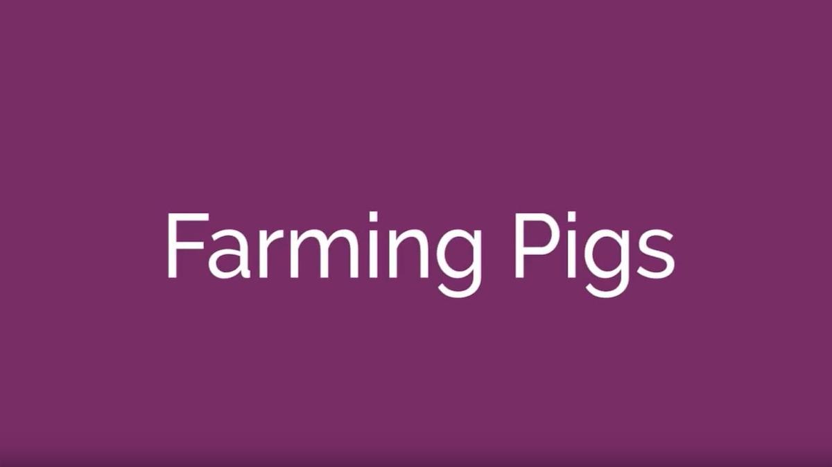 Farming Pigs
