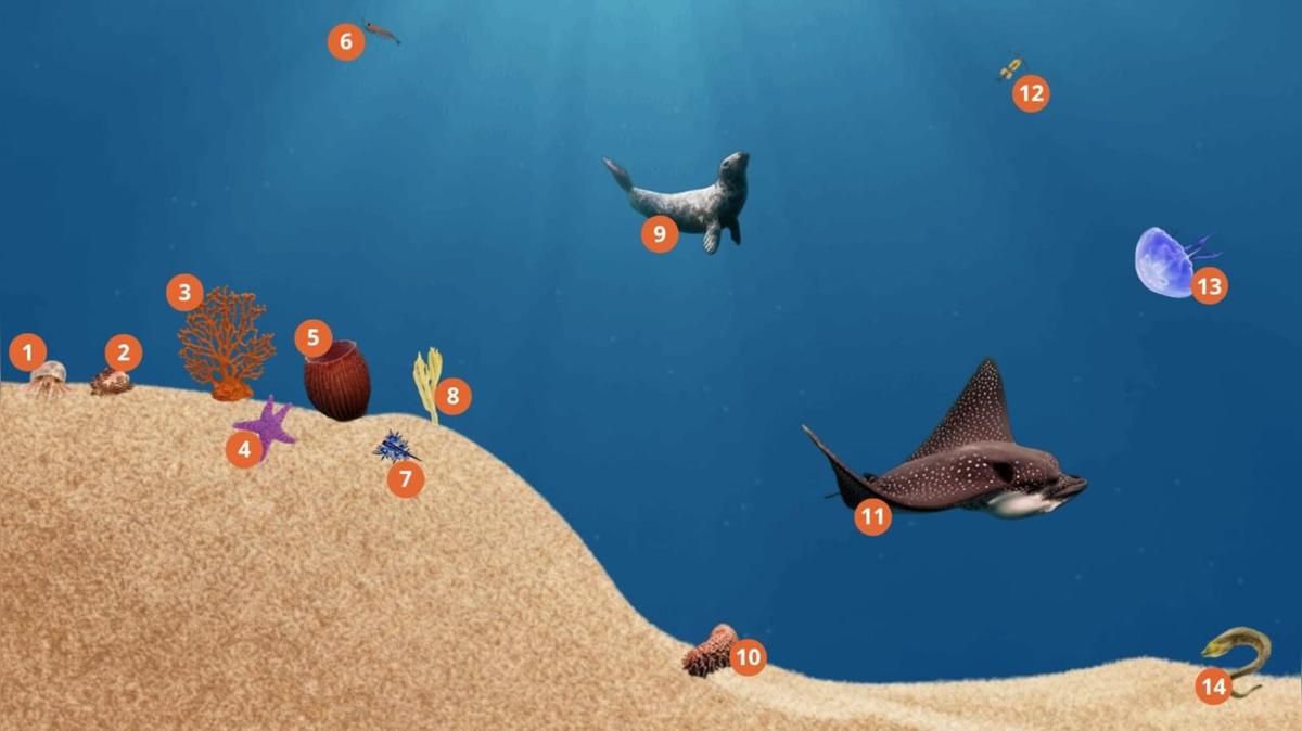 7.2 Phylum Detective