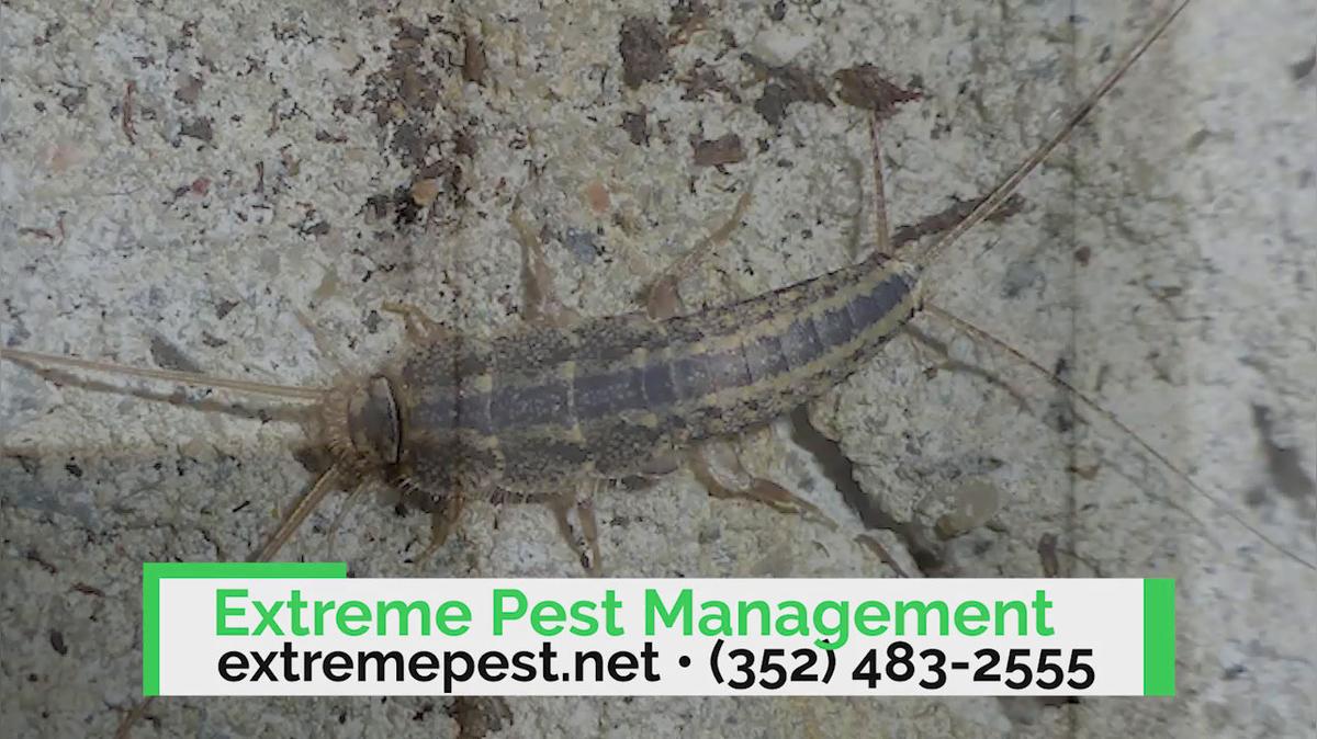 Pest Control in Eustis FL, Extreme Pest Management