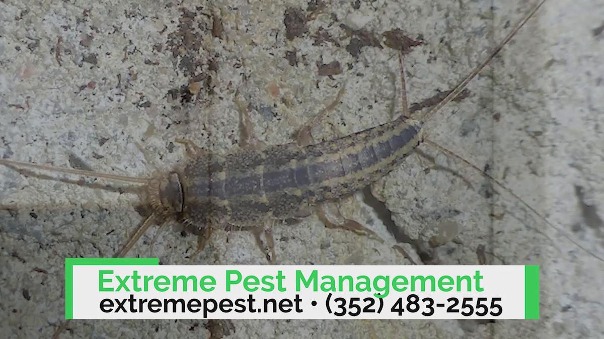 Pest Control in Eustis FL, Extreme Pest Management 