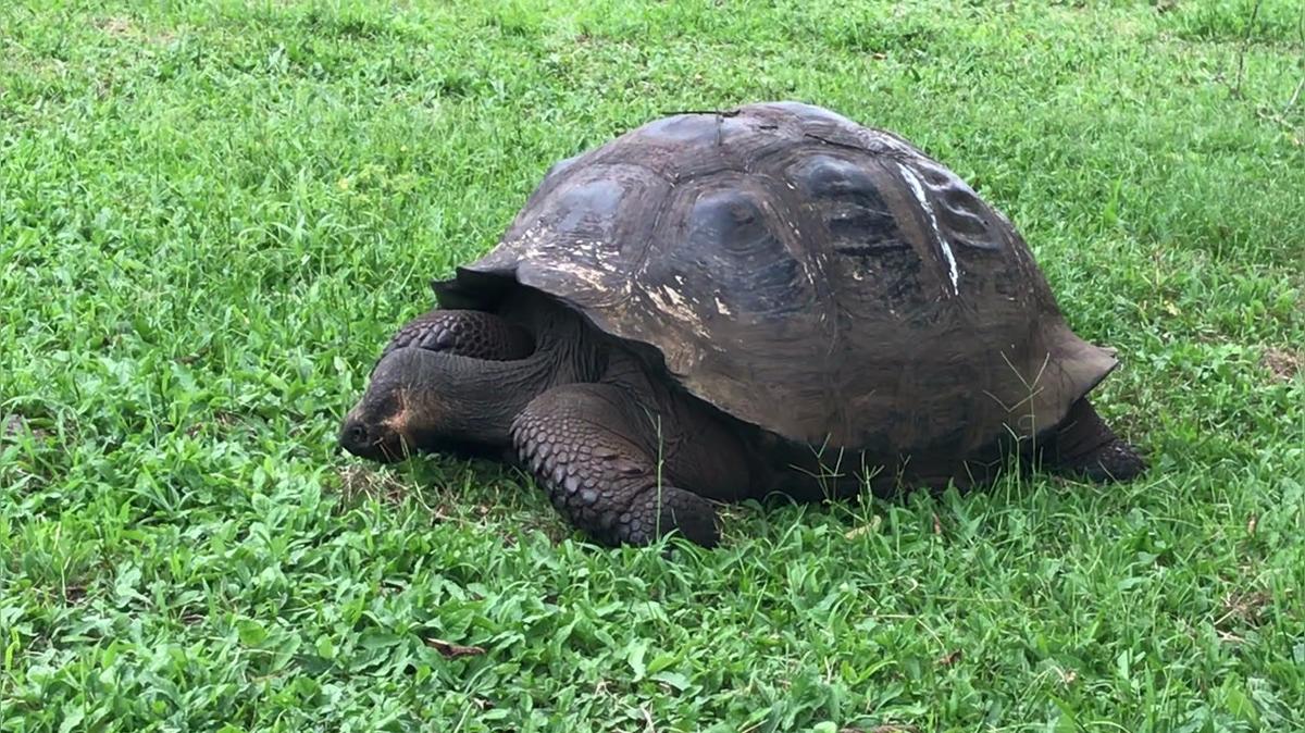 Tortoise grazing.MOV