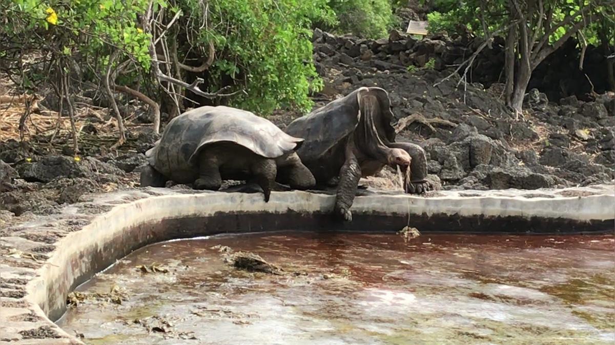 Saddleback Tortoise.MOV