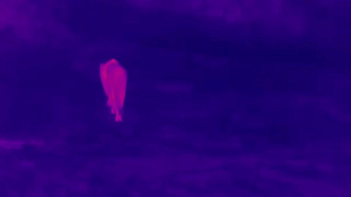 FLIR - Safari Live - 8.4.18