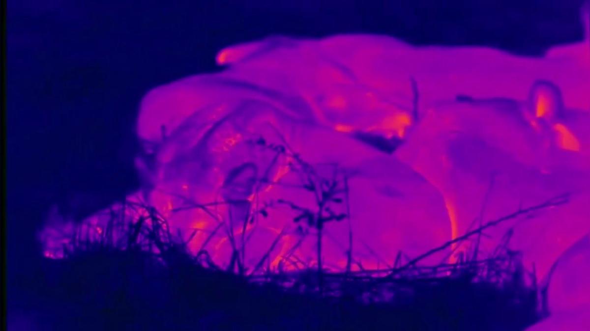 FLIR - Safari Live - 7.30.18 pt.5