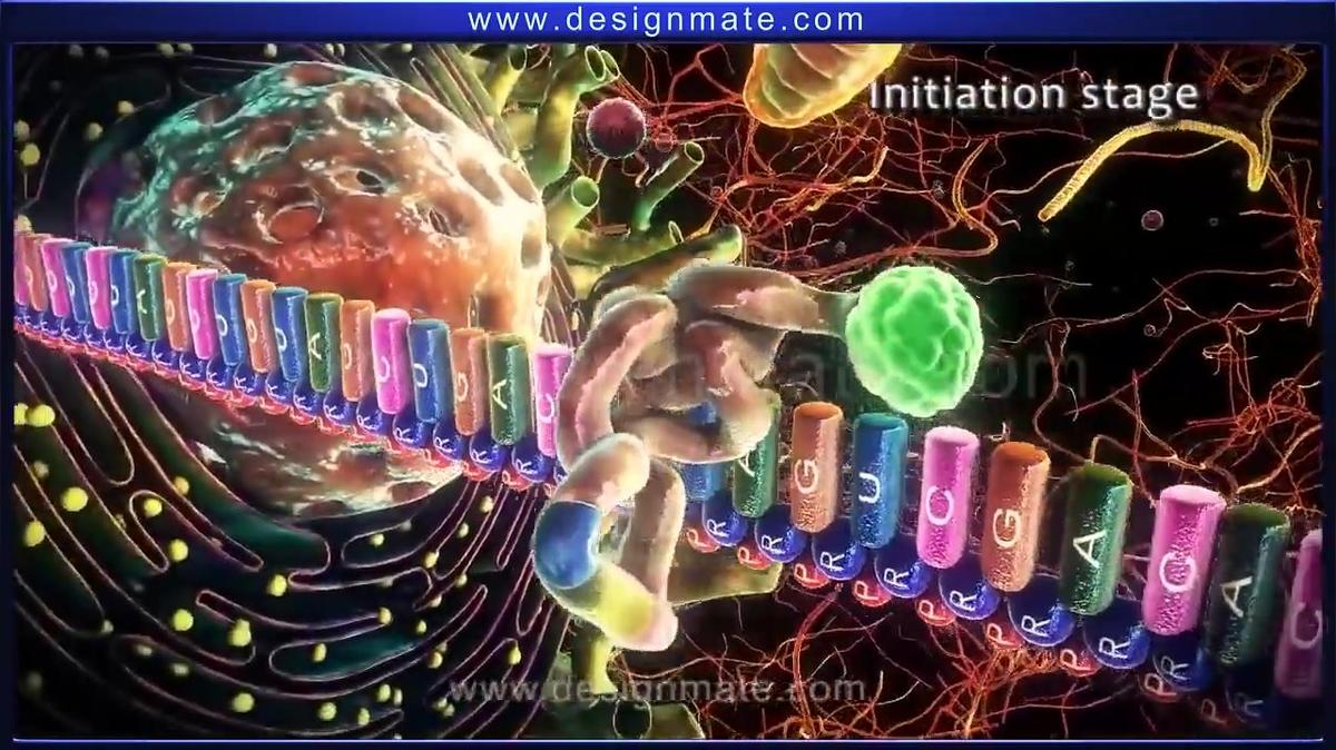 Life Science - Protein synthesis (Translation)