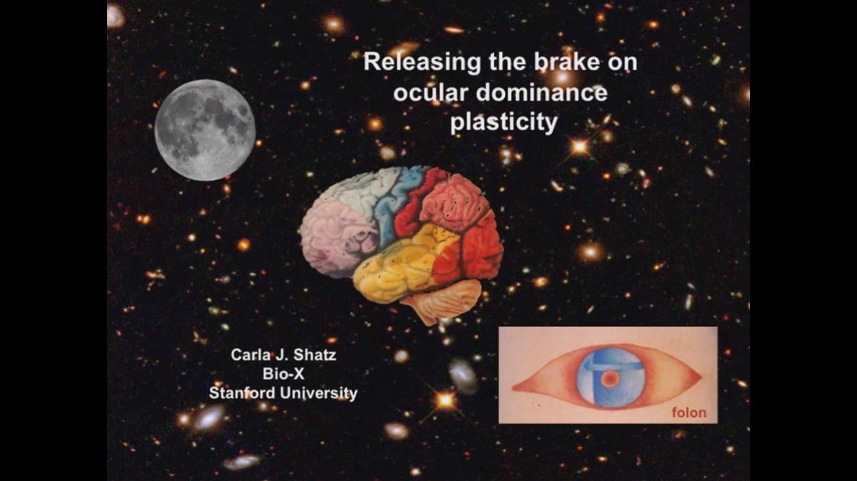 Carla Shatz "Releasing the Brake on Ocular Dominance Plasticity"