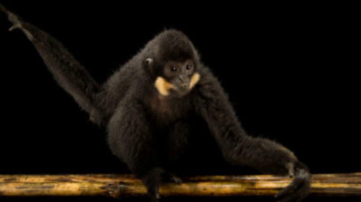 Buff Cheeked Gibbon