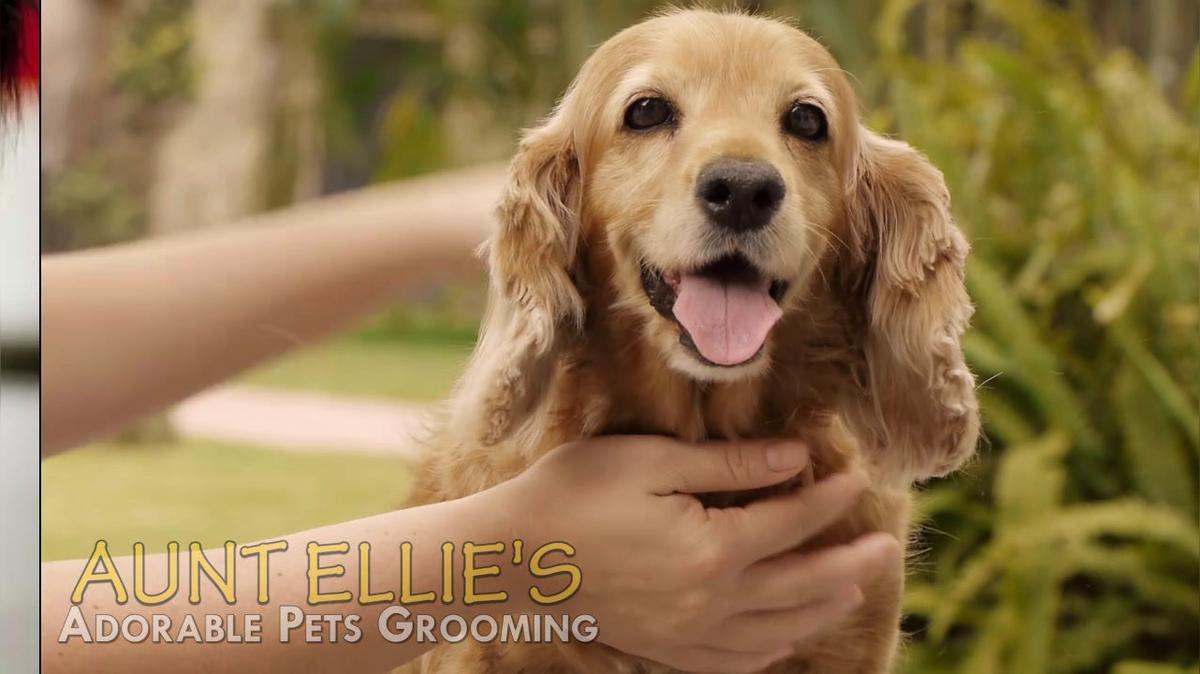 Pet Groomer  in Milford OH, Aunt Ellie&#39;s Adorable Pets Grooming