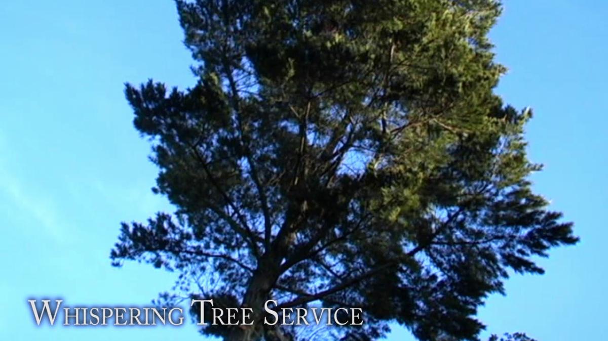 Tree Services in Port Haywood VA, Whispering Tree Service