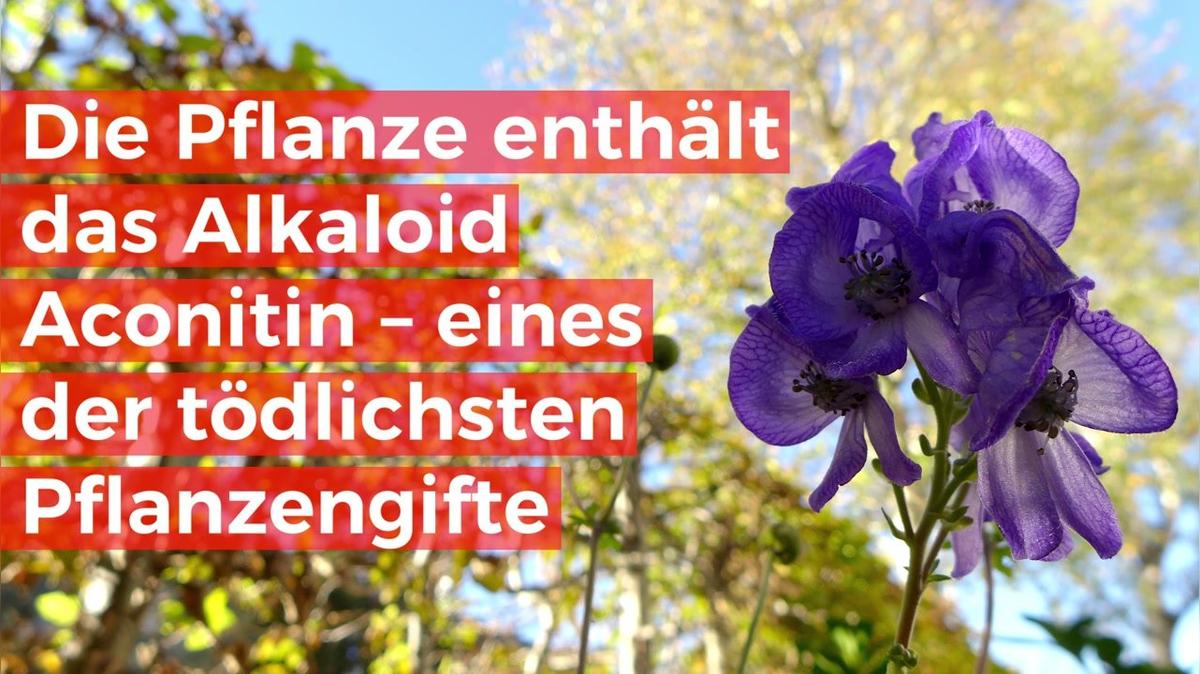 Giftiger Herbst: Diese Pflanzen können für Kinder tödlich sein