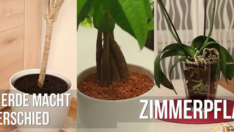 Zimmerpflanzentipps