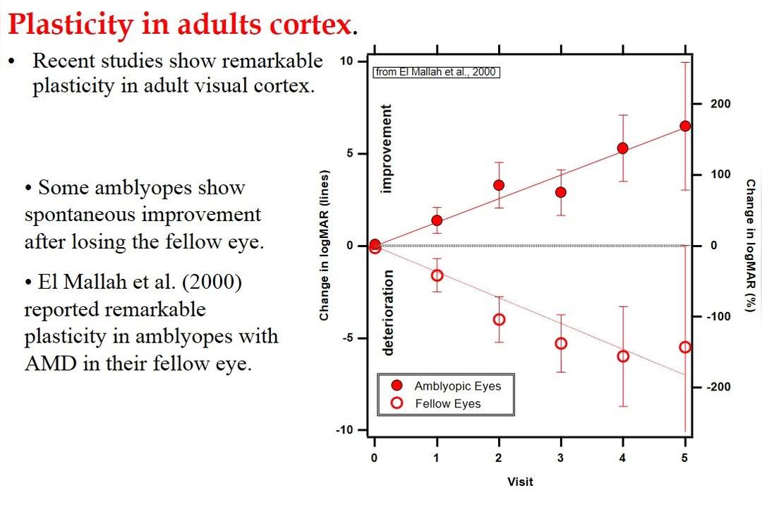 Dennis Levi &quot;BCOVS 2013 Keynote: Removing the brakes on plasticity in the amblyopic brain&quot;