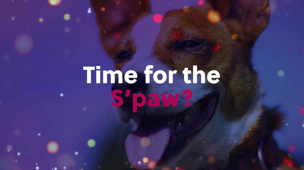 Pet Groomer in Henderson NV, My Pampered Pooch Grooming S'paw