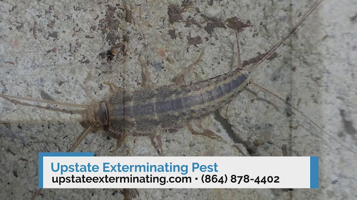 Pest Control in Pickens SC, Upstate Exterminating & Pest Control Inc.