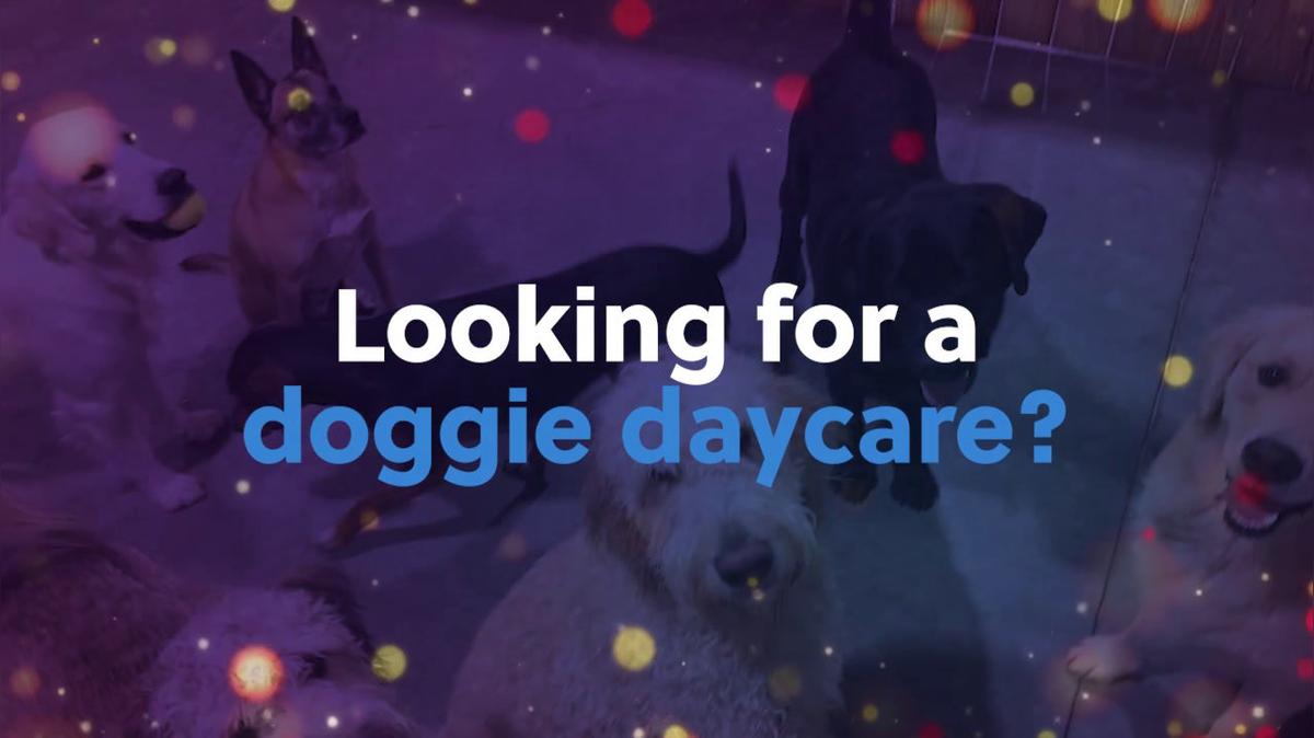 Dog Daycare in Ankeny IA, Wild Paws