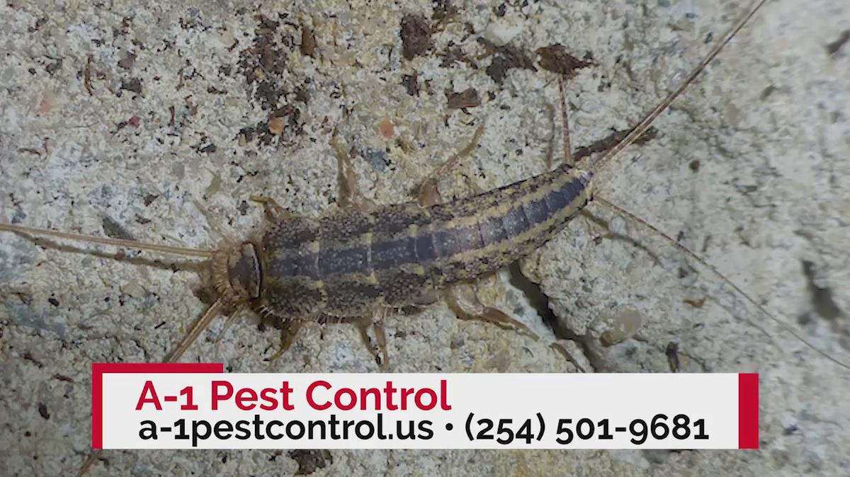 Pest Control Company in Killeen TX, A-1 Pest Control