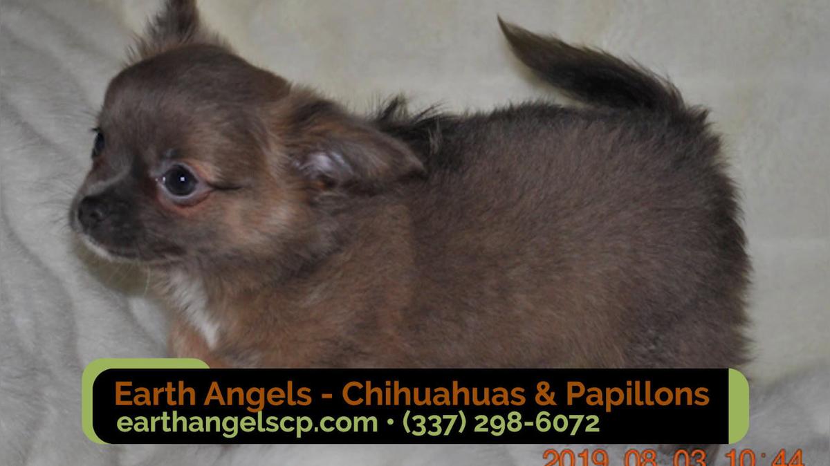 Dog Breeders in Ville Platte LA, Earth Angels - Chihuahuas &amp; Papillons