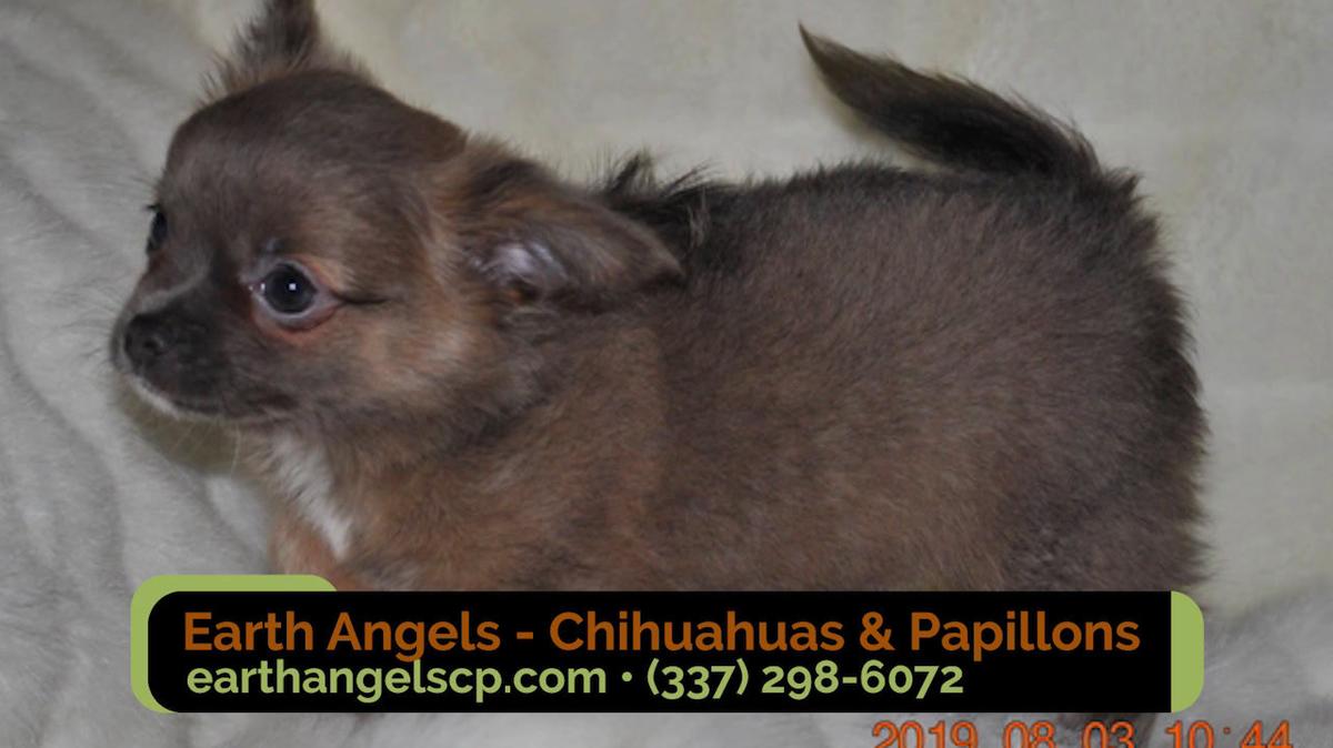 Dog Breeders in Ville Platte LA, Earth Angels - Chihuahuas & Papillons