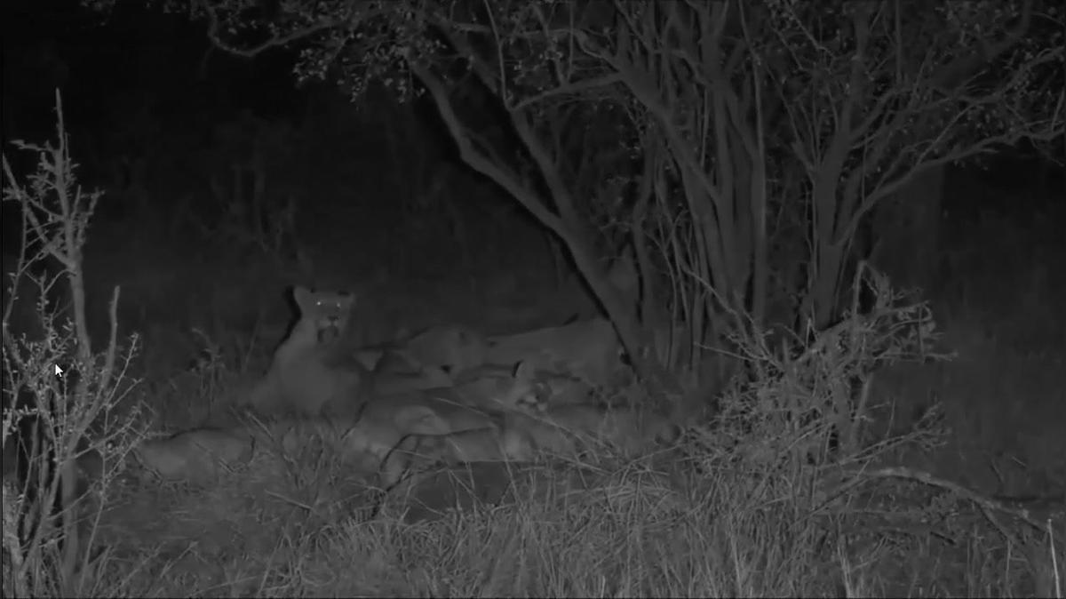 FLIR - Safari Live - 7.30.18 pt.3