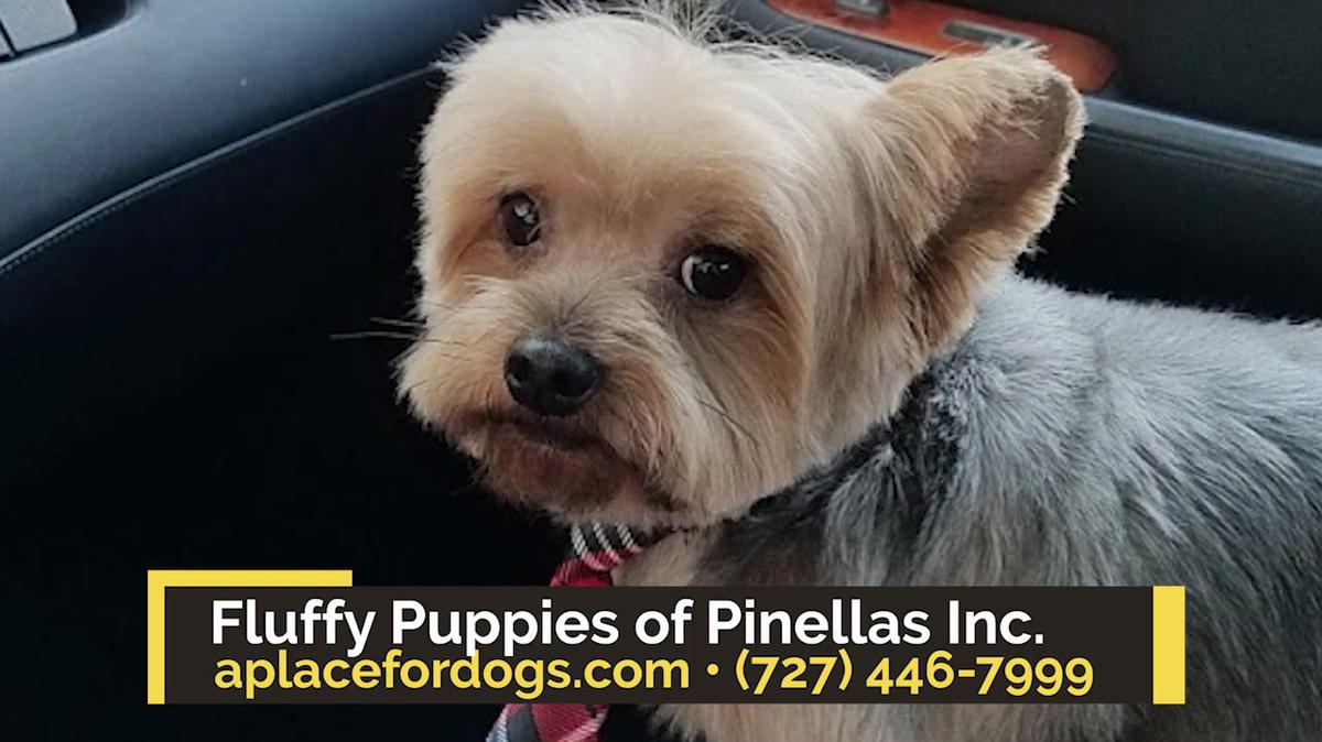 Pet Grooming in Clearwater FL, Fluffy Puppies of Pinellas Inc.