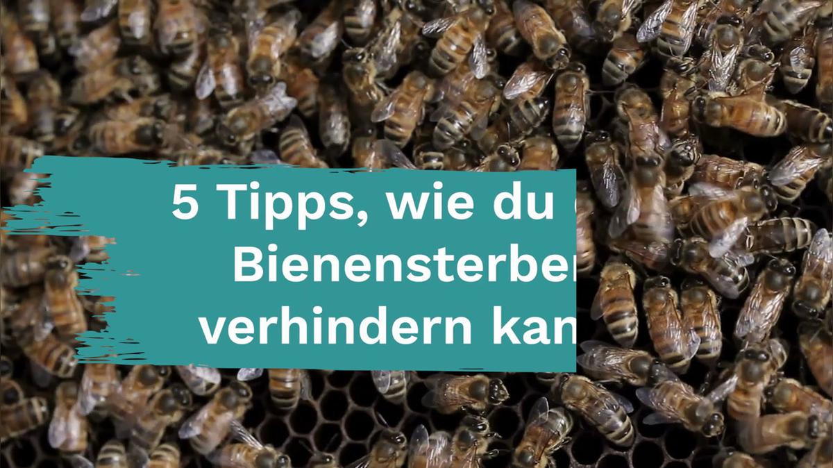Wie du dabei helfen kannst die Bienen zu retten