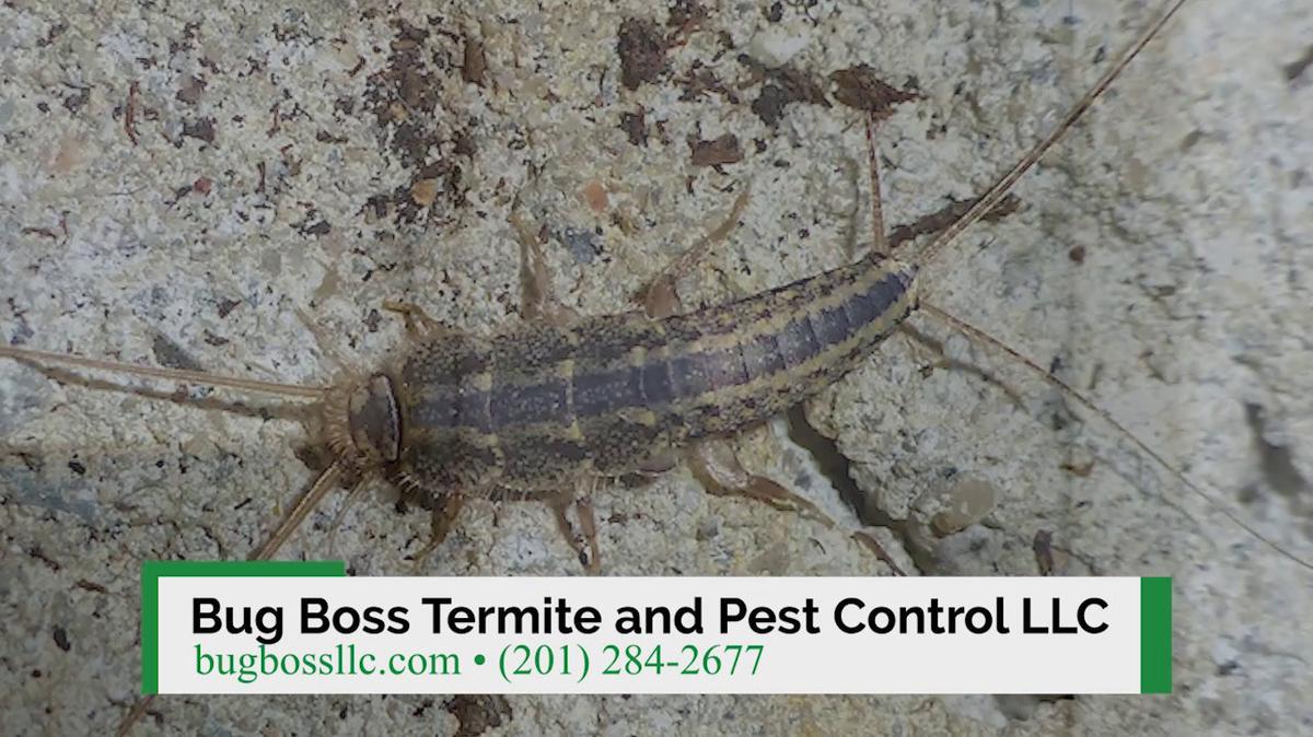 Pest Control in Jersey City NJ, Bug Boss Termite and Pest Control LLC