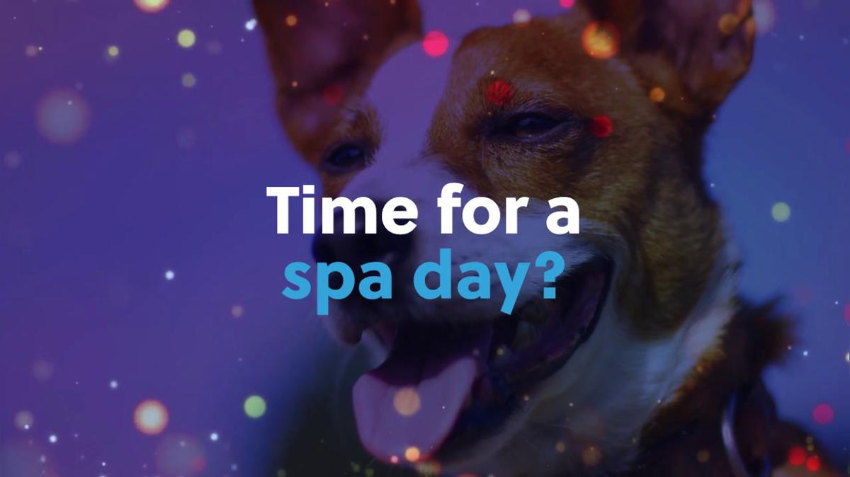Pet Grooming in Topeka KS, Carol&#39;s Pretty Pets Salon