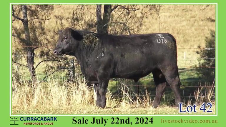 Lot 42