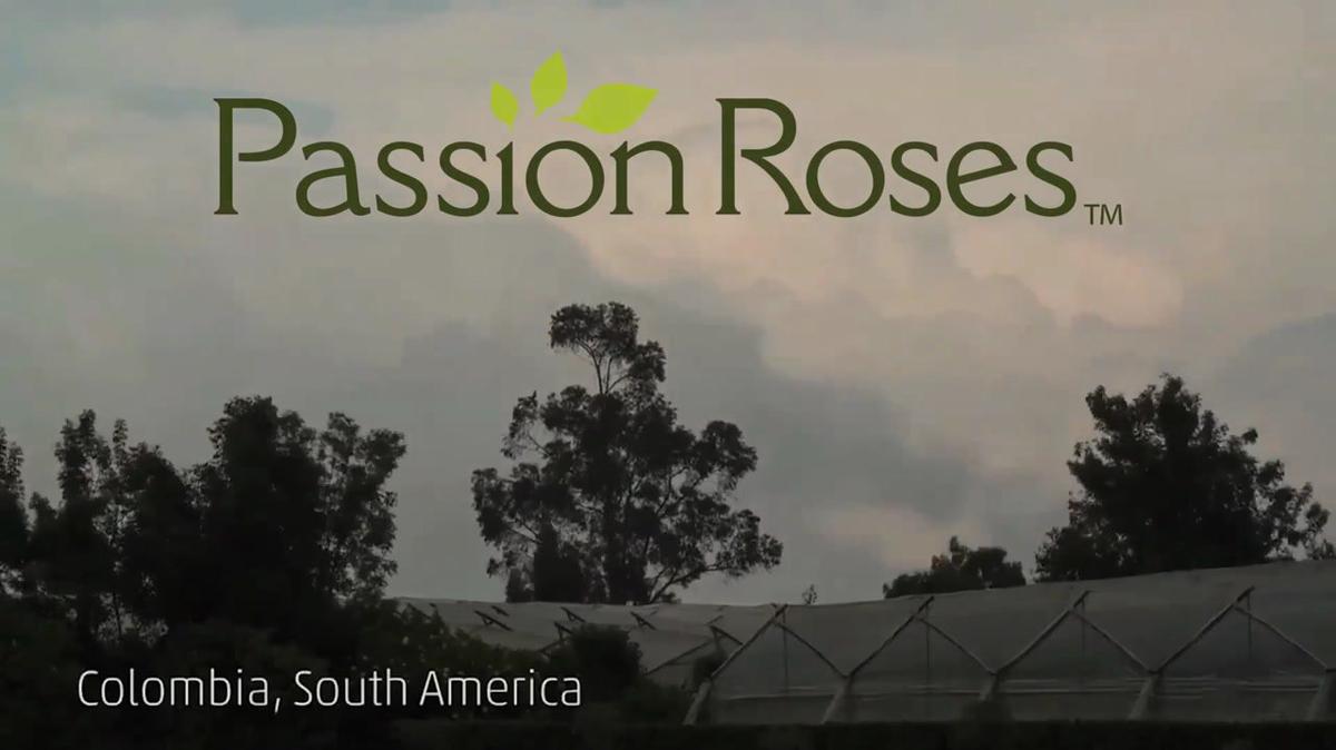 PassionRoses Promo Video
