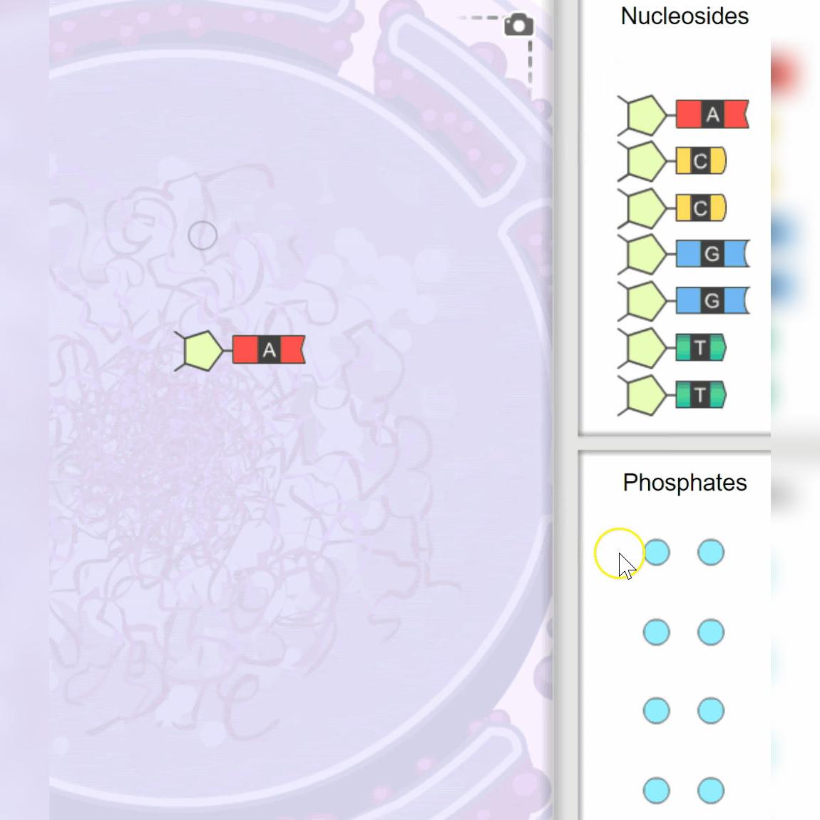 Building DNA Simulation gif