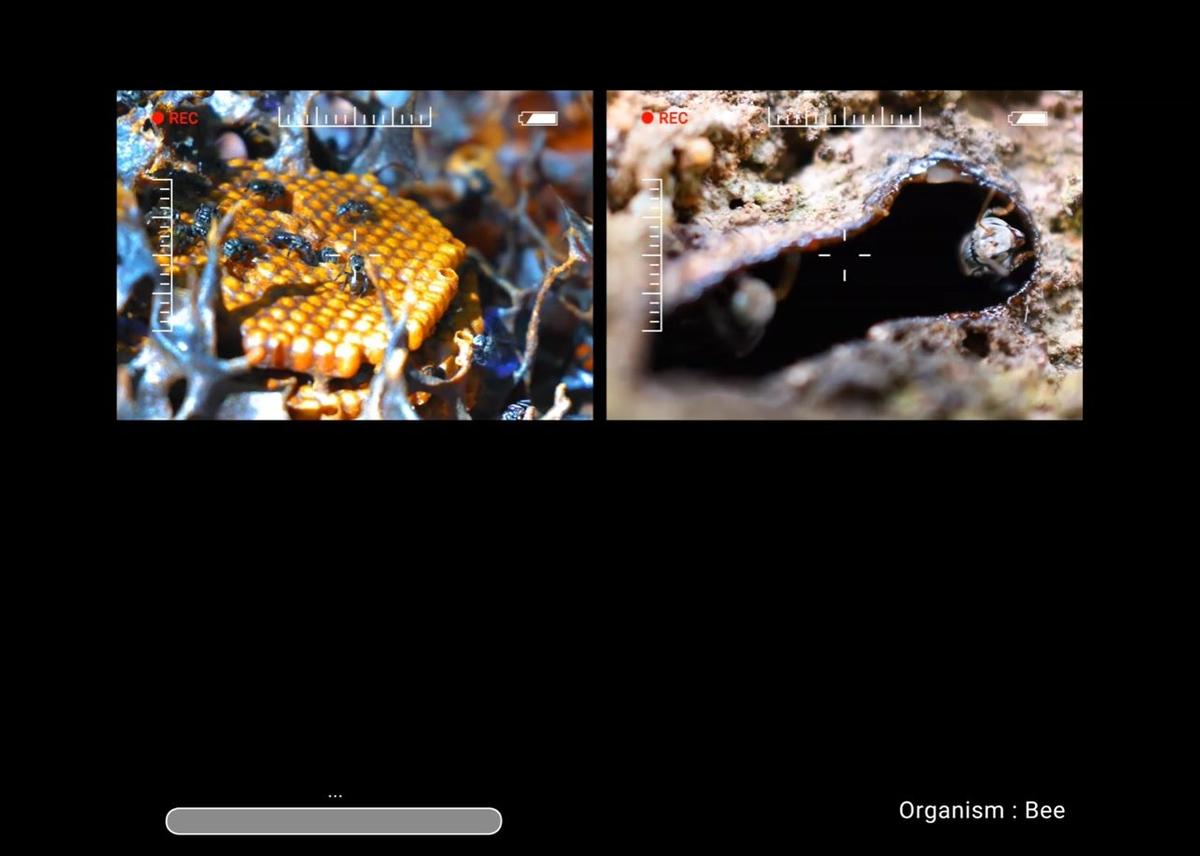 bee - stem case.mp4