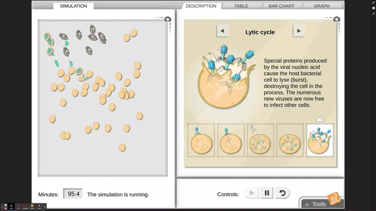 Virus Lytic Cycle